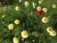 2017-04-07 14-04-17 bd6e82d3  flowers